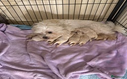 Maltipoo dogs for sale: BEAUTIFUL F1 MALTIPOO PUPPIES  - Image 6