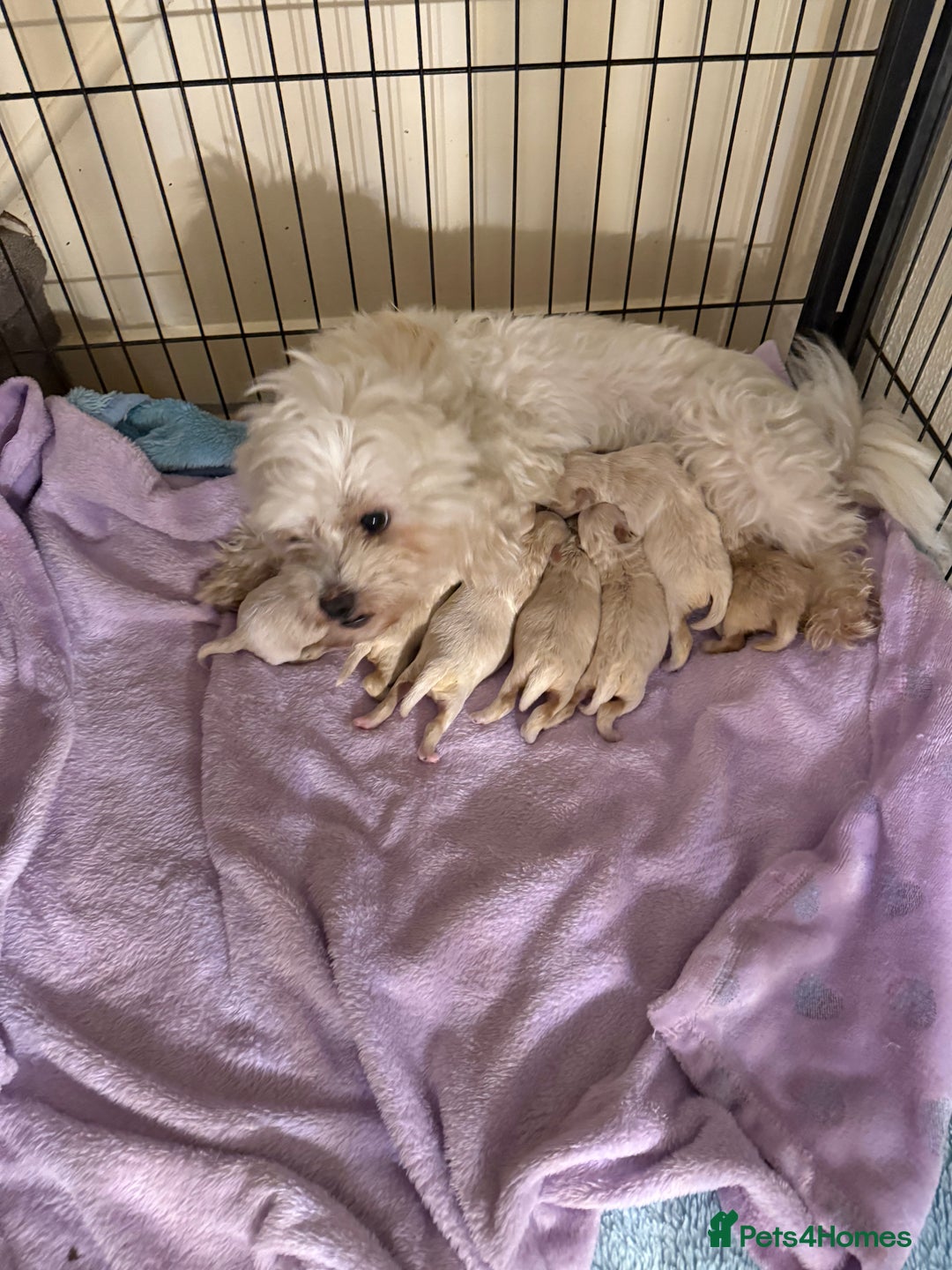 Maltipoo dogs for sale: BEAUTIFUL F1 MALTIPOO PUPPIES  - Image 6