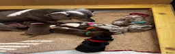 Miniature Dachshund dogs for sale: ✨2 miniature dachshund puppies READY TO LEAVE✨ - Advert 23