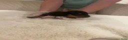 Dachshund dogs for sale: 7 beautiful puppy’s looking for a forever home.  - Advert 8