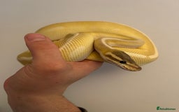 Python Snake reptiles for sale: Crystal Ball Python CB20 - Image 1