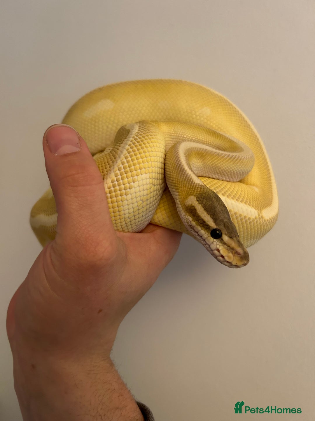 Python Snake reptiles for sale: Crystal Ball Python CB20 - Image 1