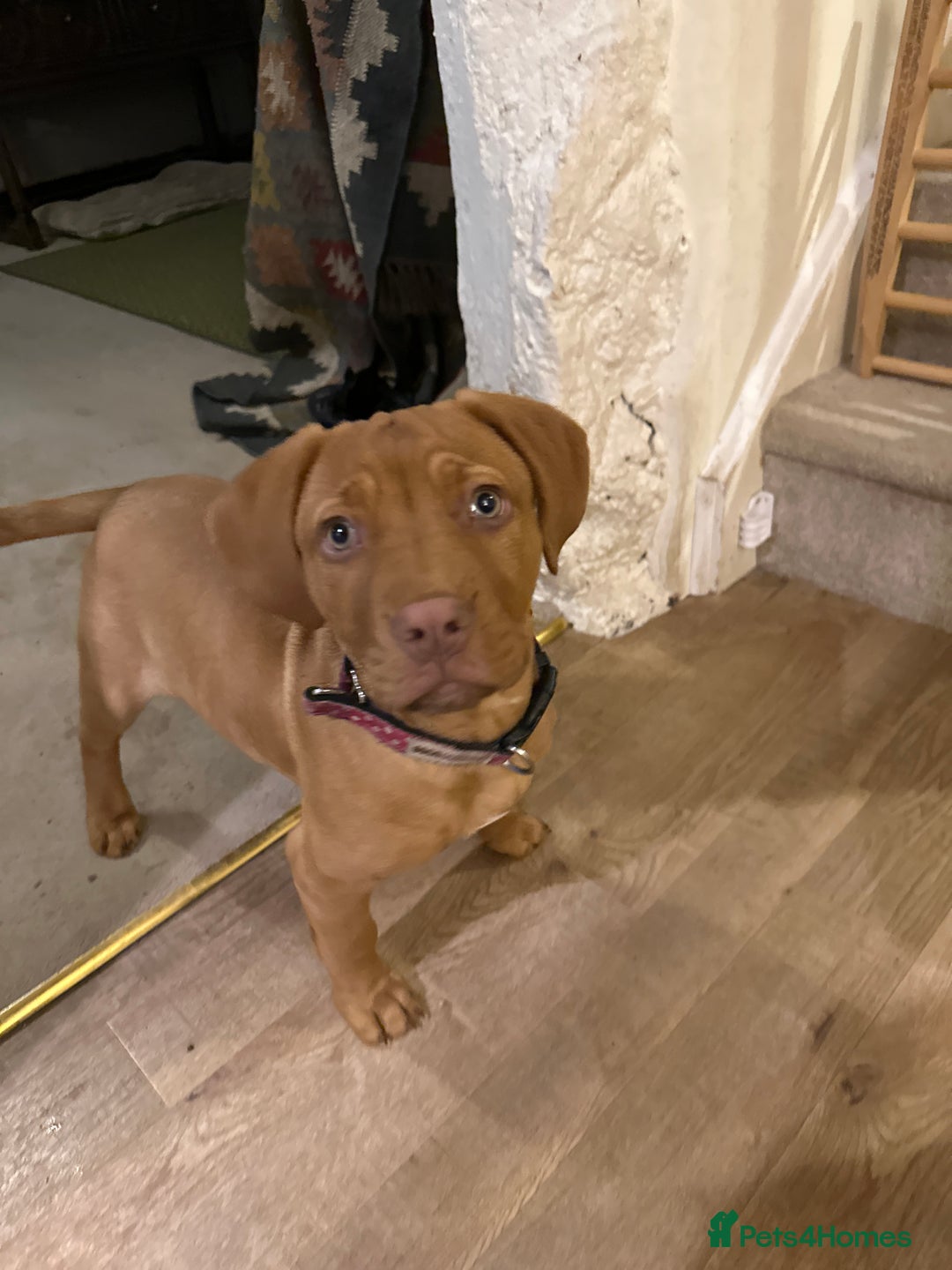 Mixed Breed dogs for sale: Gorgeous Dogue de Bordeaux x spaniel puppy  - Image 3