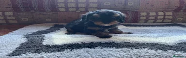 Black and Tan Boy 1