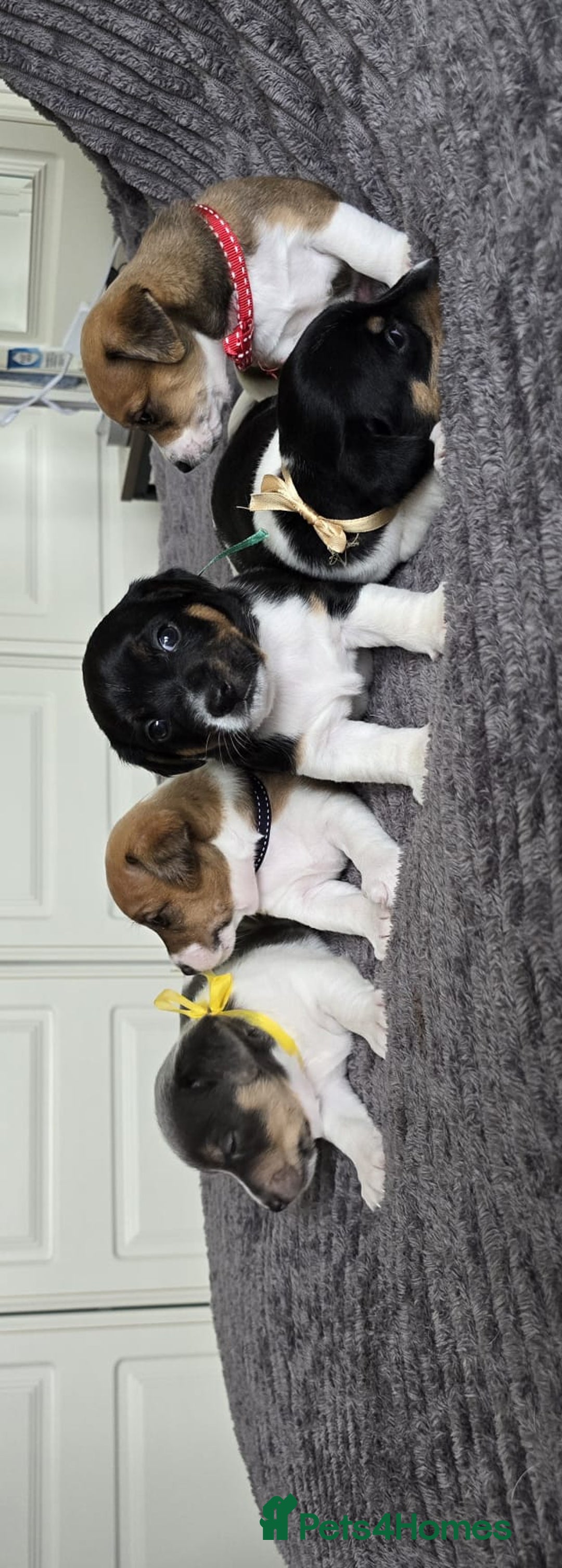 Jack Russell dogs for sale: 🐶 Jack Russell Puppies  – 4 Females & 1 Male 🐶 - Image 13