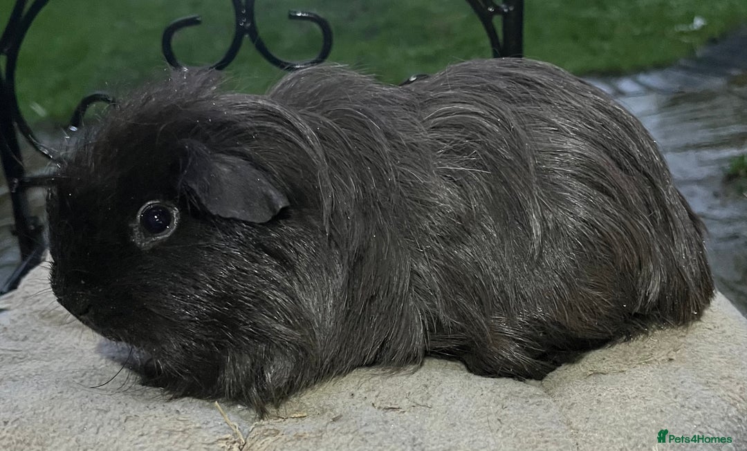 Guinea Pig rodents for sale: Baby boy and mature male to go as a pair.  - Advert 4