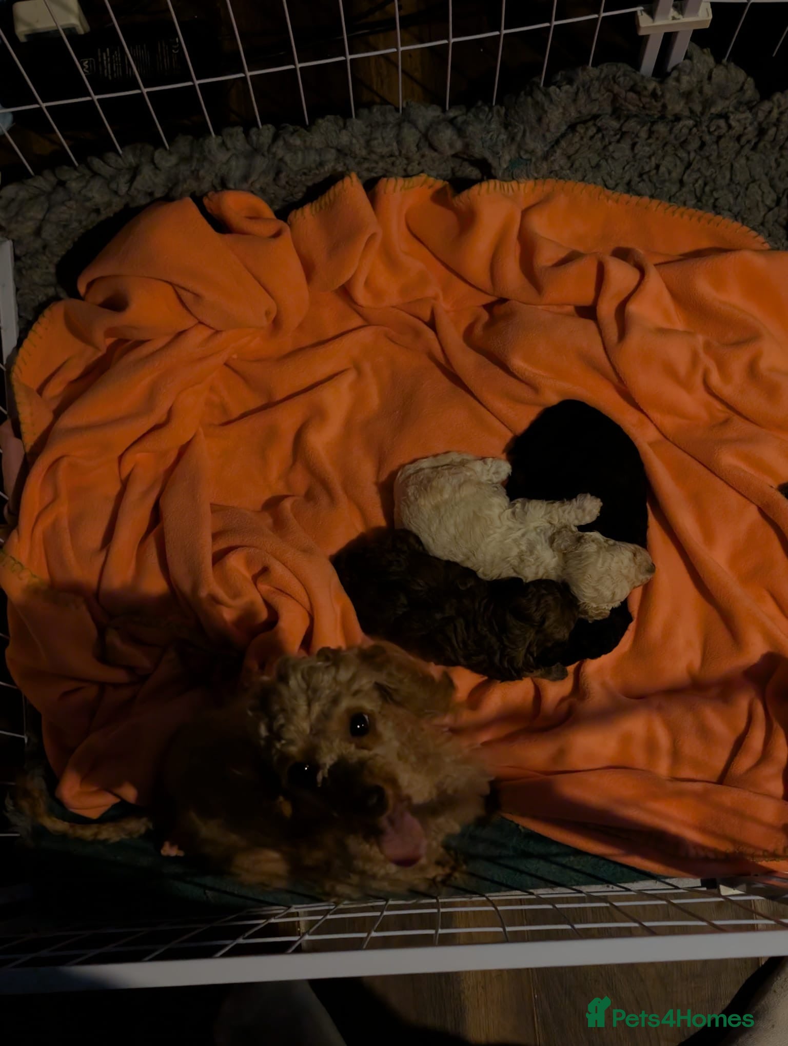 Toy Poodle dogs Exceptional Toy poodles for sale - Advert 8