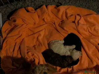 Toy Poodle dogs Exceptional Toy poodles for sale - Advert 8