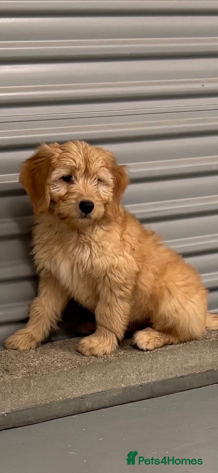 Mini Goldendoodle dogs F1 miniature Goldendoodle boy puppy. - Advert 2