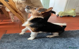 Jack Russell dogs for sale: Male Jack Russell Puppy - Image 2