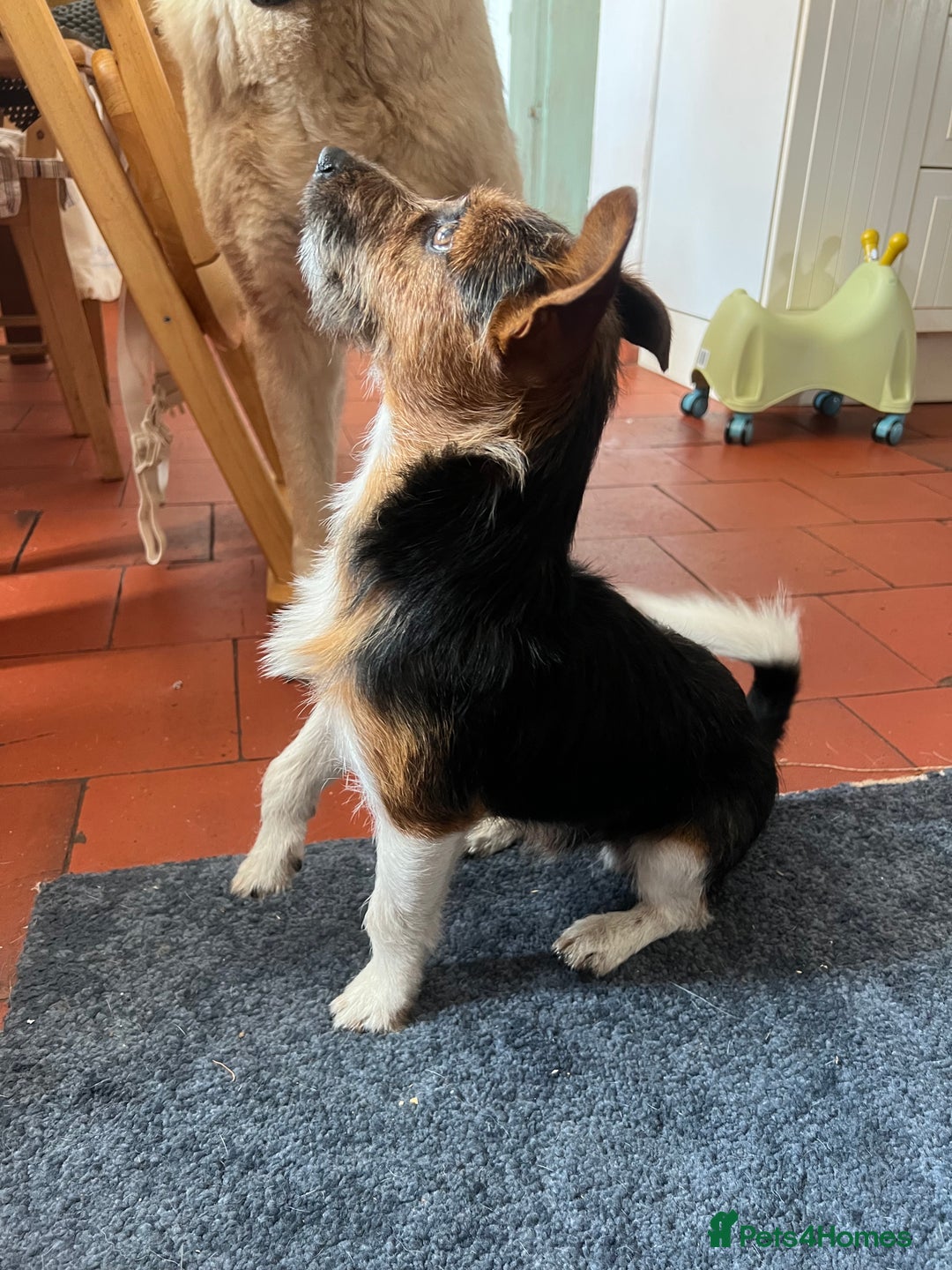 Jack Russell dogs for sale: Male Jack Russell Puppy - Image 2