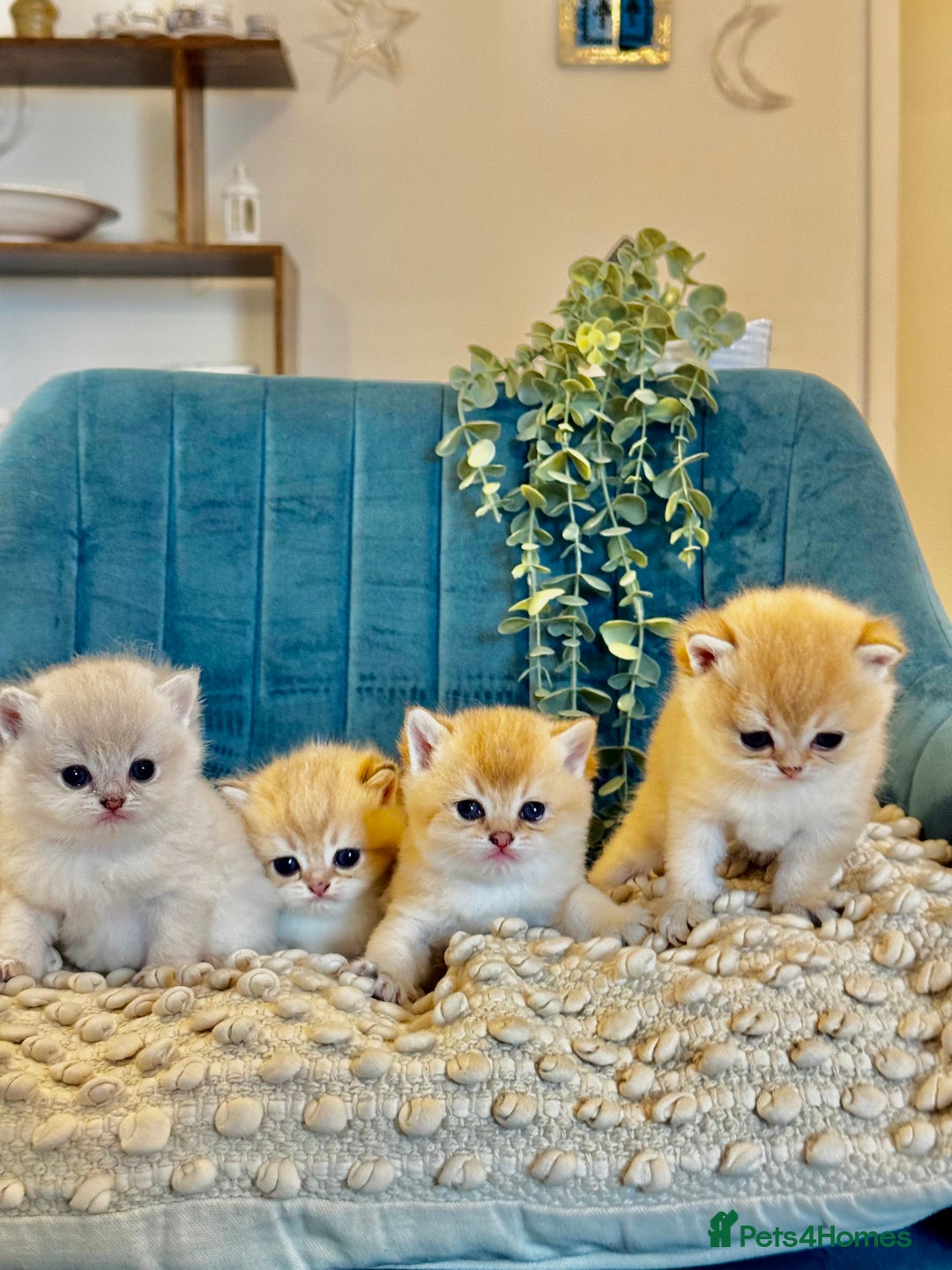 British Shorthair cats for sale: 🐾✨ Golden & Silver British Shorthair Kittens ✨🐾 - Image 1