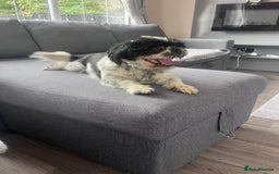 Shih Tzu dogs for sale: 2 female pedigree shih tzu (rehome) - Image 10