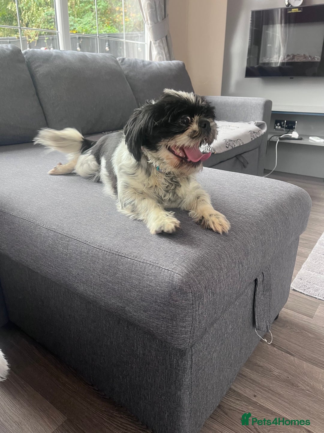 Shih Tzu dogs for sale: 2 female pedigree shih tzu (rehome) - Image 10