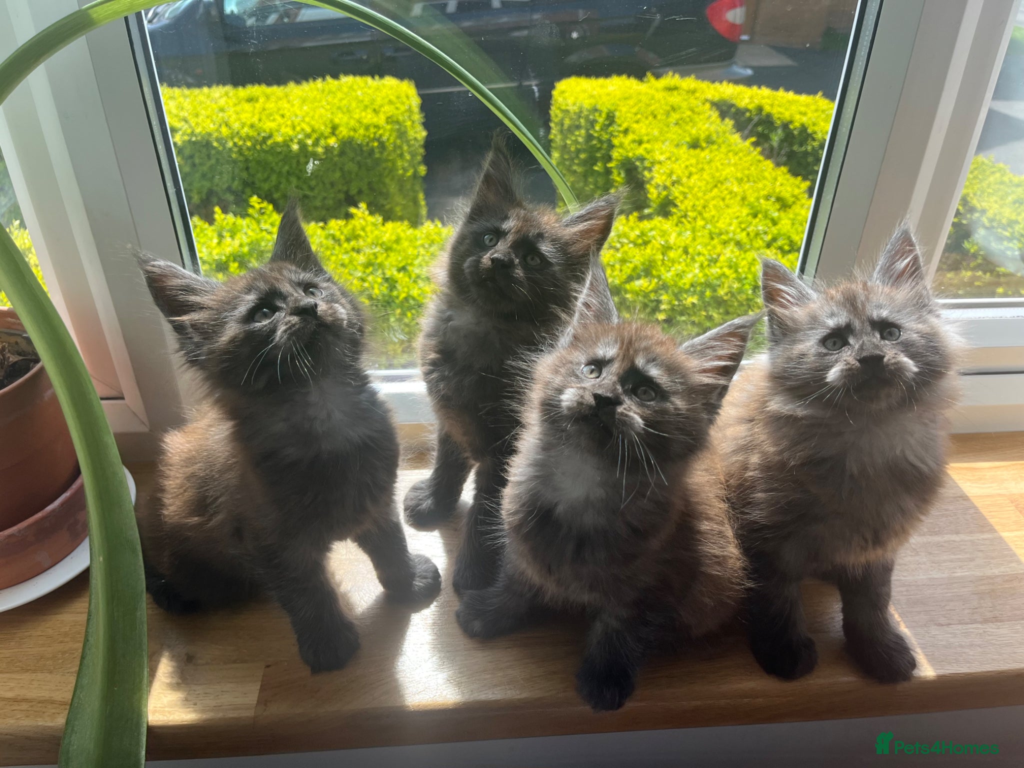 Maine Coon cats ⭐️Beautiful Maine Coon Kittens⭐️ - Advert 5