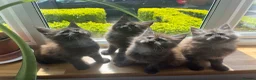 Maine Coon cats for sale: ⭐️Beautiful Maine Coon Kittens⭐️ - Advert 1