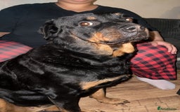 Rottweiler dogs for sale: Beautiful Female Rottweiler Looking For New Home - Image 1