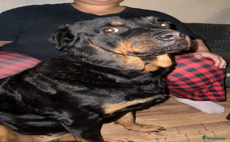 Rottweiler dogs - Advert 5