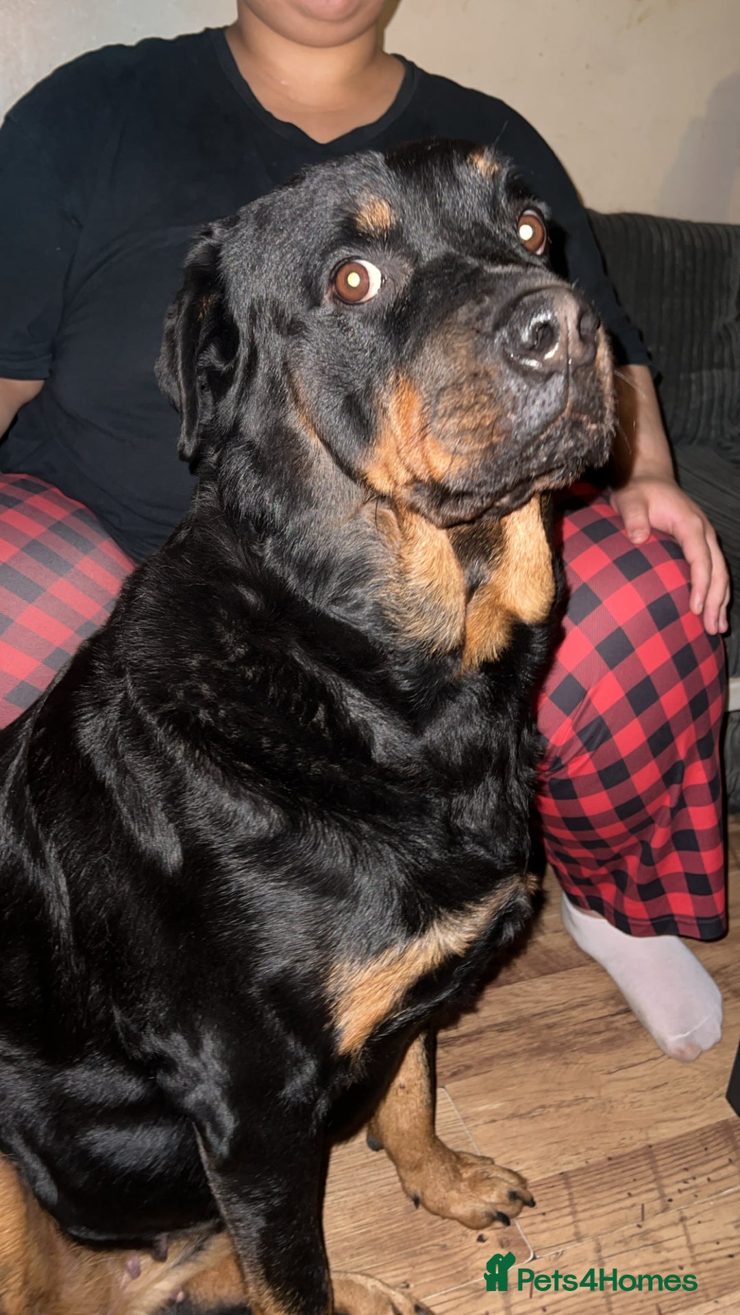 Rottweiler dogs for sale: Beautiful Female Rottweiler Looking For New Home - Image 1