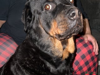 Rottweiler dogs - Advert 18