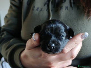 Mixed Breed dogs Maltipomapoo - Advert 1