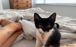 British Shorthair cats for sale: Very affectionate boy  - Image 1