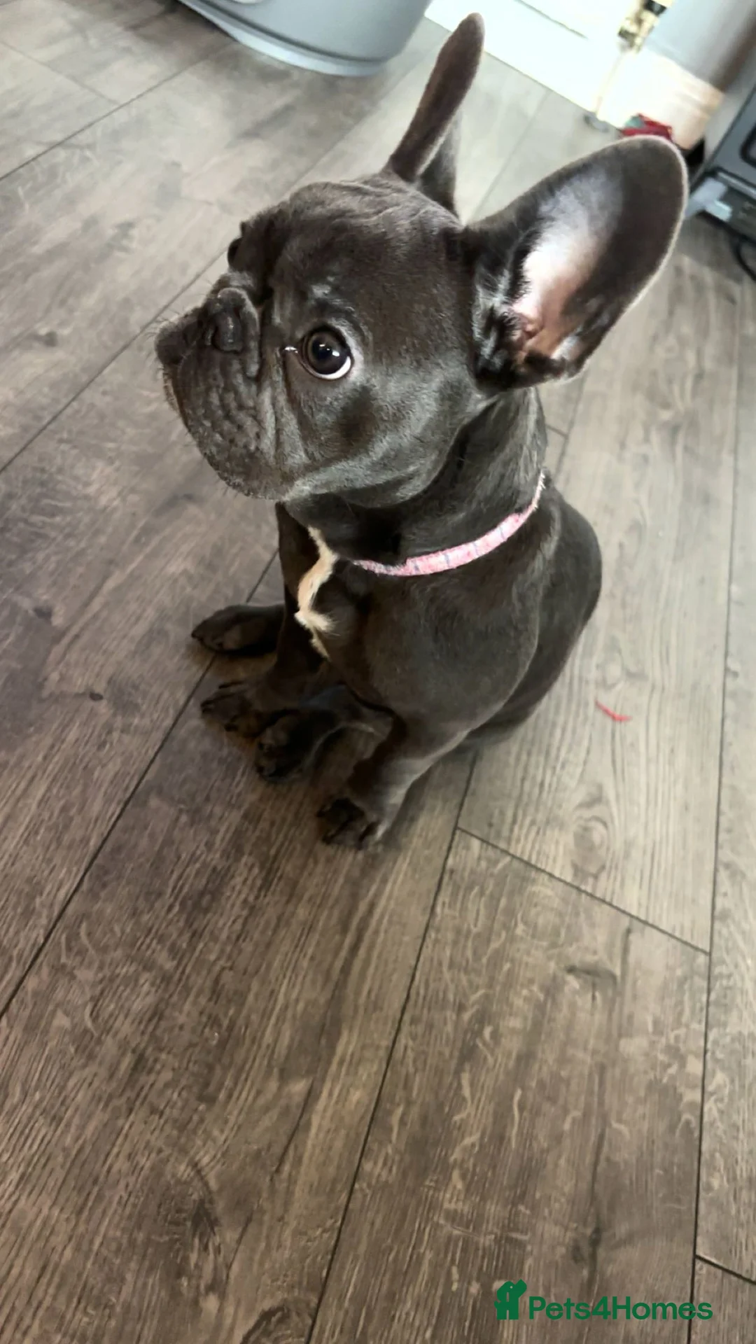 French Bulldog dogs for sale: 5 month old french bulldog - Advert 2