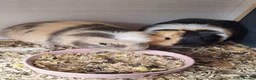 Guinea Pig rodents for sale: Male rabbit and 2 guinea pig - Advert 1