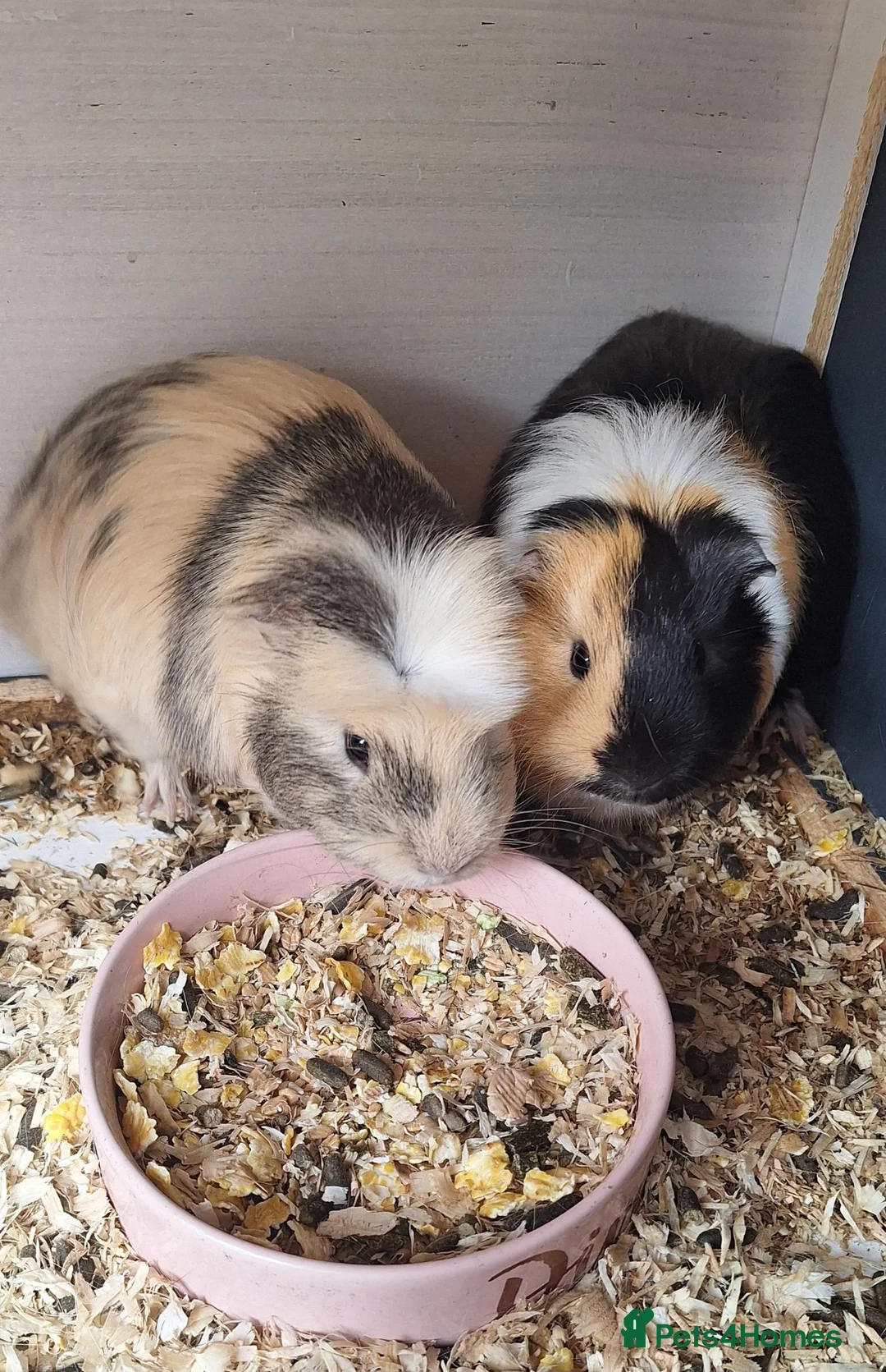 Guinea Pig rodents for sale: Male rabbit and 2 guinea pig - Advert 1