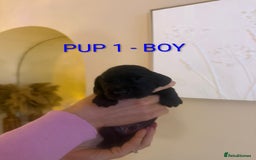 Cocker Spaniel dogs for sale: Lovely Cocker Spaniel Puppies From Our Family Dogs - Advert 8