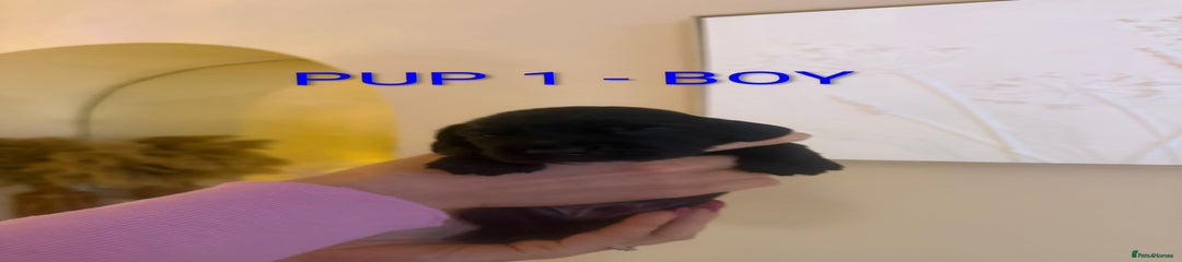 Cocker Spaniel Puppy 1