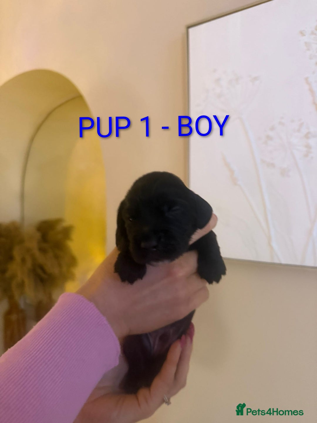 Cocker Spaniel dogs for sale: Lovely Cocker Spaniel Puppies From Our Family Dogs - Advert 8