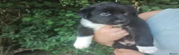 Border Collie dogs for sale: Traditional Border Collie Puppies in Shrewsbury - Advert 7