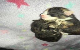 Mixed Breed cats for sale: 1 female tabby & 1 female calico  - Image 11