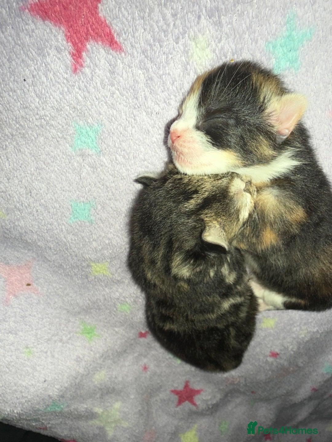 Mixed Breed cats for sale: 1 female tabby & 1 female calico  - Image 11