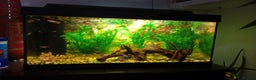 Other/Mixed Breed fish for sale: Aquarium  full of guppies!! - Advert 6