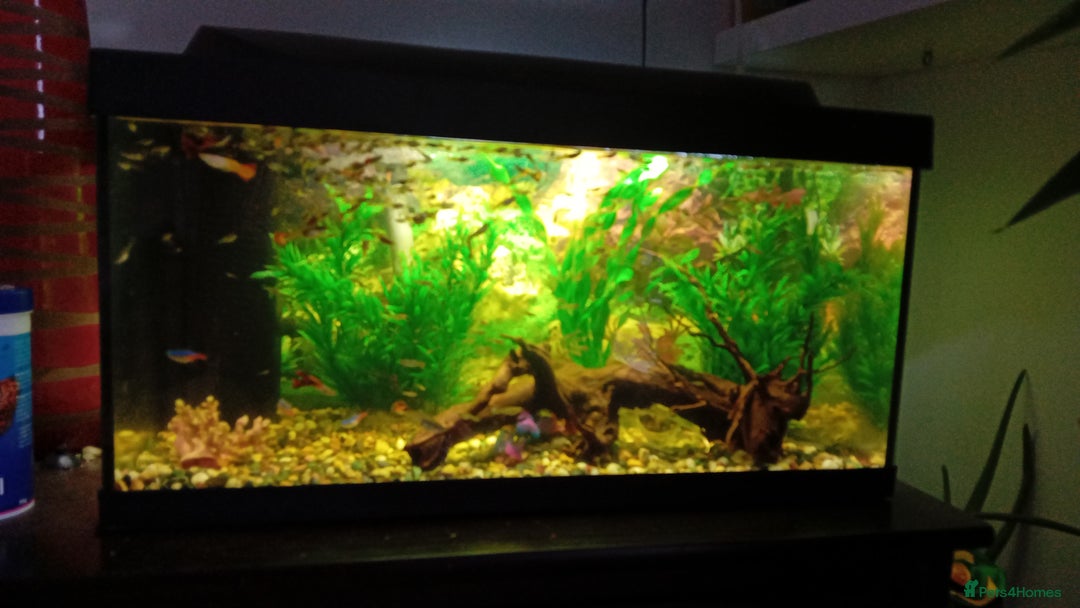 Other/Mixed Breed fish for sale: Aquarium  full of guppies!! - Advert 6