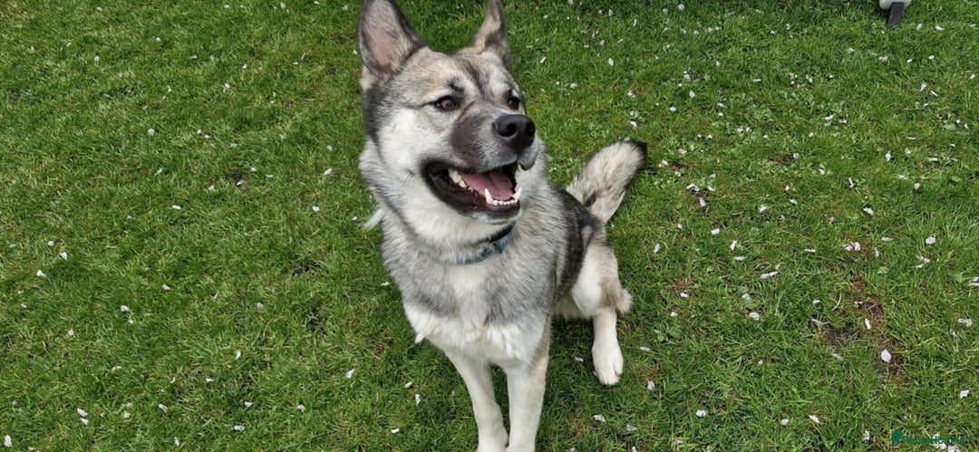 Mixed Breed dogs for sale: Storm - 2 years old - Advert 6