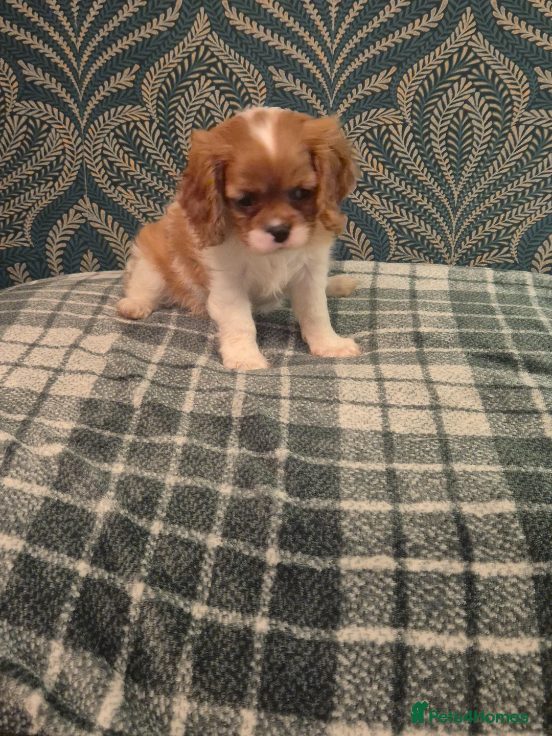 Cavalier King Charles Spaniel dogs for sale: Cavalier King Charles Spaniel's Puppies  - Advert 2