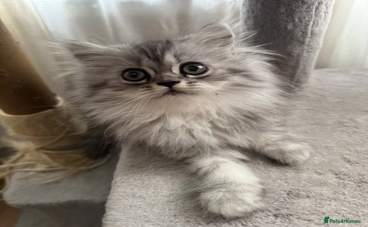 Persian cats - Advert 1