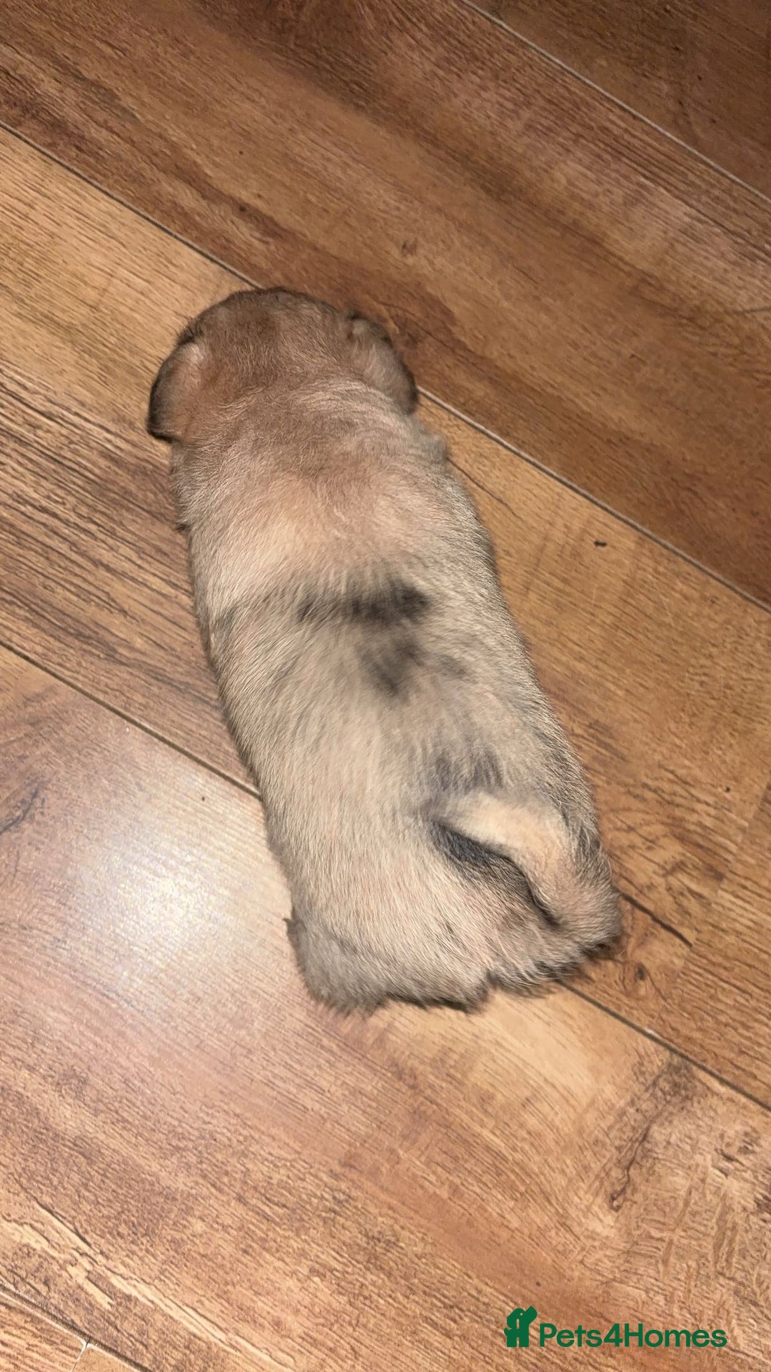 Chihuahua dogs for sale: MERLE CHIHUAHUAS 🐶 2 BOYS 1 GIRL STILL AVAILABLE - Advert 8