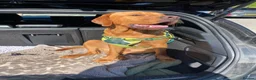 Labrador Retriever dogs for stud: Fox Red Labrador Available for Stud.  - Advert 12