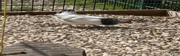 Chickens poultry for sale: Light Sussex bantoms in Rochford - Advert 2
