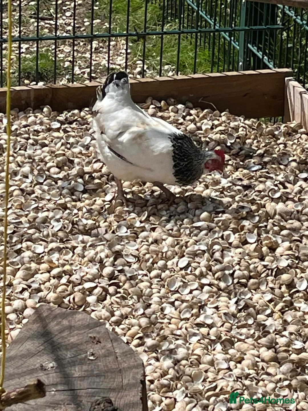 Chickens poultry for sale: Light Sussex bantoms in Rochford - Advert 2