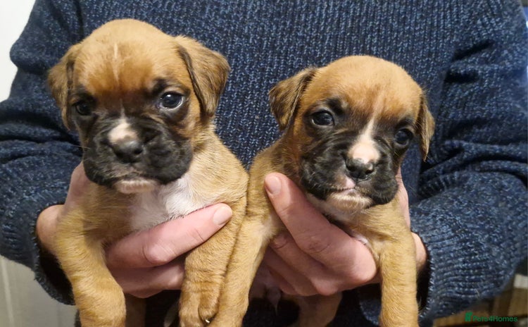 Boxer dogs Chunky boxer puppies - Advert 3