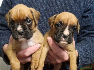Boxer dogs Chunky boxer puppies - Advert 6