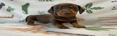 Chocolate & Tan Girl