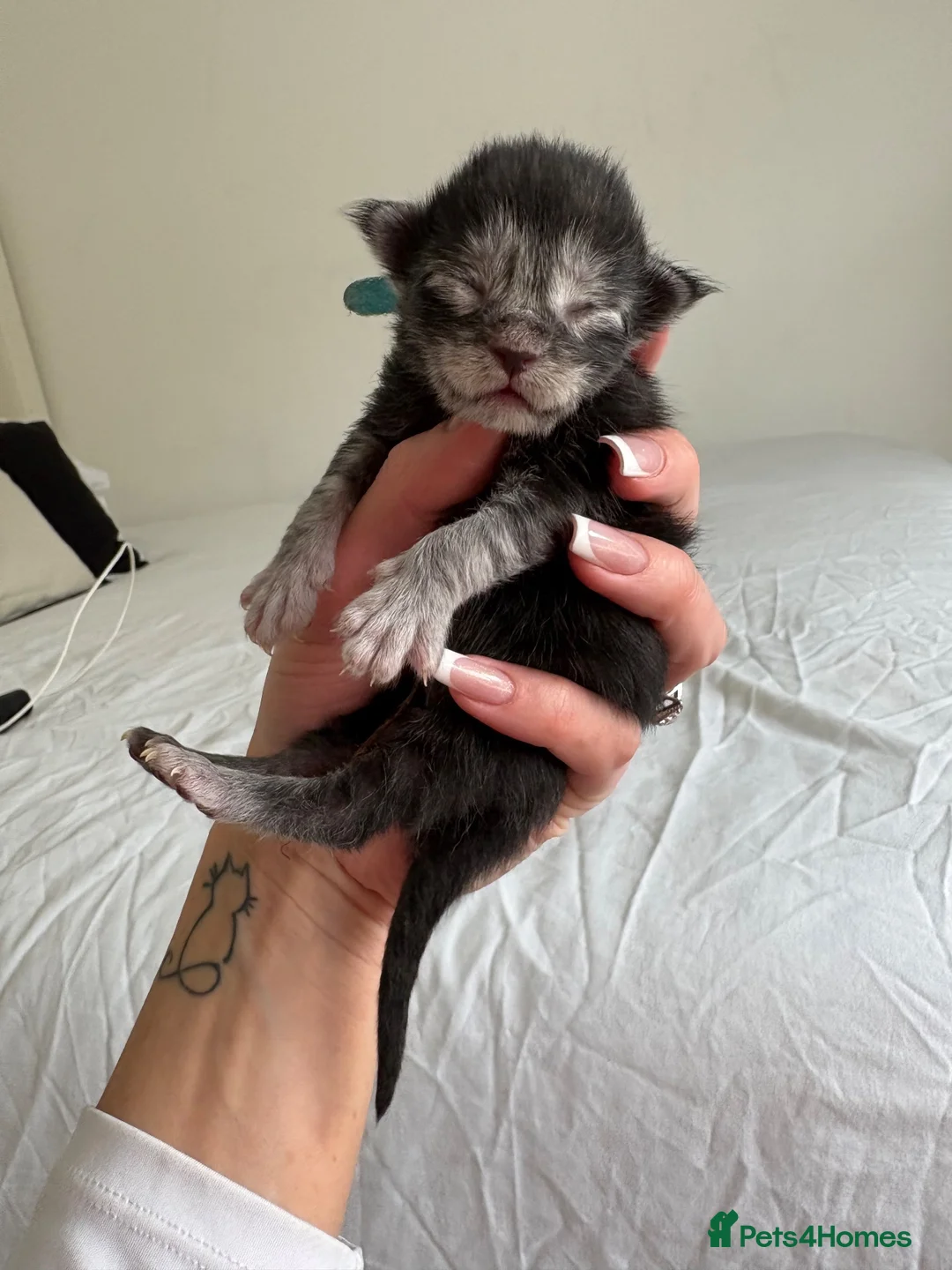 Maine Coon cats for sale: AVAILABLE FOR RESERVATION🩶🖤 in Fort William - Advert 2