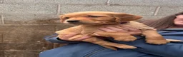 Golden Retriever dogs for sale: Beautiful litter of golden retriever puppies  in Bolton - Advert 6