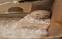 Gerbil rodents for sale: 2 male gerbils  - Image 2